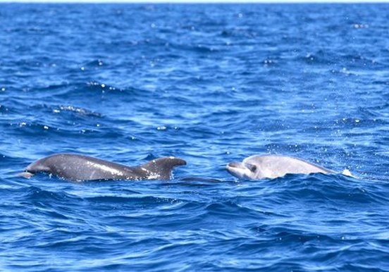 see dolphins in Palm Mar