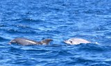 see dolphins in Palm Mar