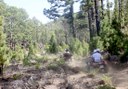 Quad in the pine forest of Tenerife.jpeg