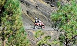 Tenerife quad safari through pine forest