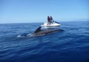 jet ski safari in Tenerife