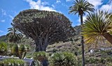 see Tenerife flora via cycling tour