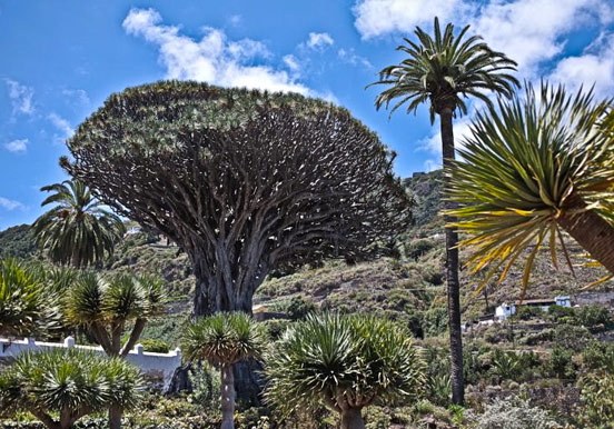 see Tenerife flora via cycling tour