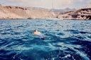 Whalewatching with swimming and snorkel-min.jpg