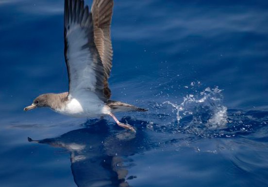 Spot sea birds while fishing in Los Gigantes.jpg
