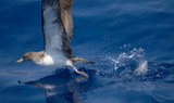 Spot sea birds while fishing in Los Gigantes.jpg