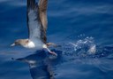 Sea birds spotting fishing in Los Gigantes
