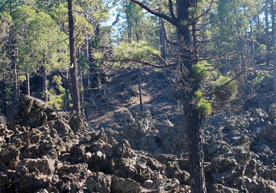 explore Teide forest via quad adventure