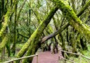 explore the forest of Garajonay National Park
