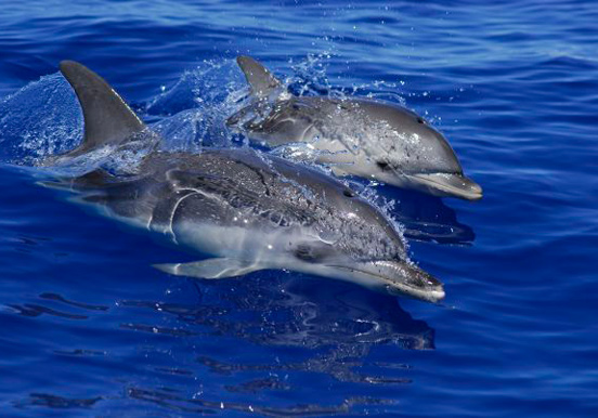 Dolphin spotting in Los Gigantes.jpg