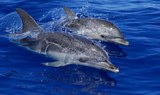 Spot dolphin on boat trip.jpg