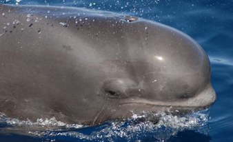 Pilot Whale and Dolphin Safari with Nashira Uno (3h)