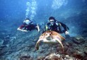 Scuba Diving Taster Tenerife