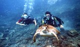Scuba Diving Taster Tenerife