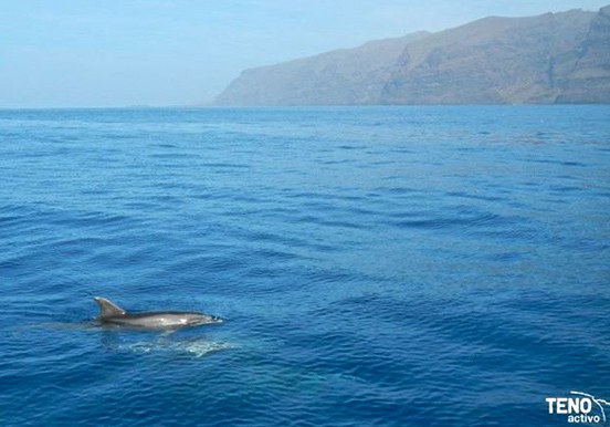spot dolphins and whales in Los Gigantes