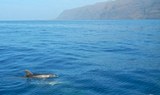 spot dolphins and whales in Los Gigantes