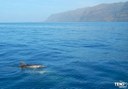 spot dolphins and whales in Los Gigantes
