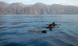 spot whales and dolphins in Tenerife