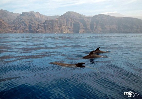 spot whales and dolphins in Tenerife