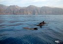 spot whales and dolphins in Tenerife