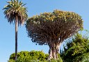 visit the ancient Dragon Tree in Tenerife