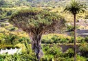 visit the Dragon Tree in Icod de los Vinos