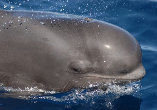 Dolphin and whale watching in Los Gigantes Tenerife.jpg