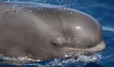 Dolphin and whale watching in Los Gigantes Tenerife.jpg