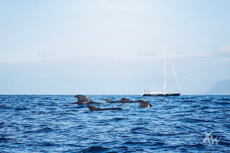 Amazing pod of whales in Tenerife-min.jpg