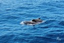Whale safari in Tenerife-min.jpg