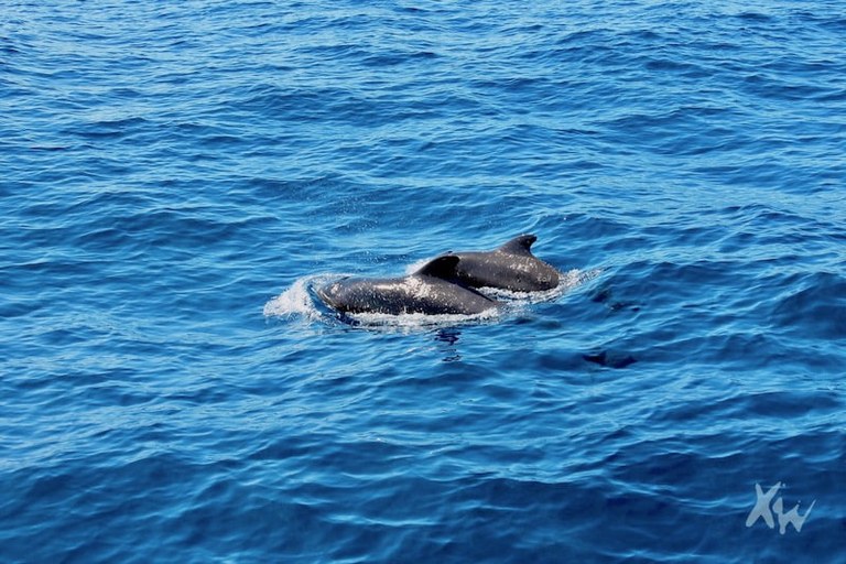 Whale safari in Tenerife-min.jpg