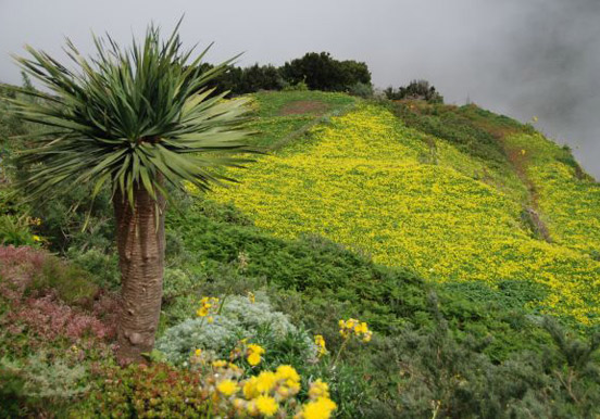 Hiking in Anaga Tenerife.jpg