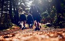 Hiking in the laurisilva forest in Tenerife.jpg