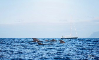 Whale Safari in Tenerife