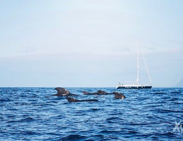 Whale Safari in Tenerife