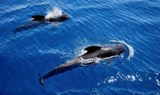Spot whales while sailing on viking boat Tenerife.jpg