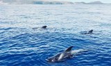 Whale watching on viking boat Tenerife.jpg