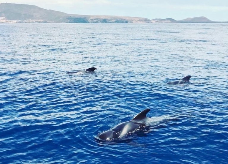 Whale watching on viking boat Tenerife.jpg