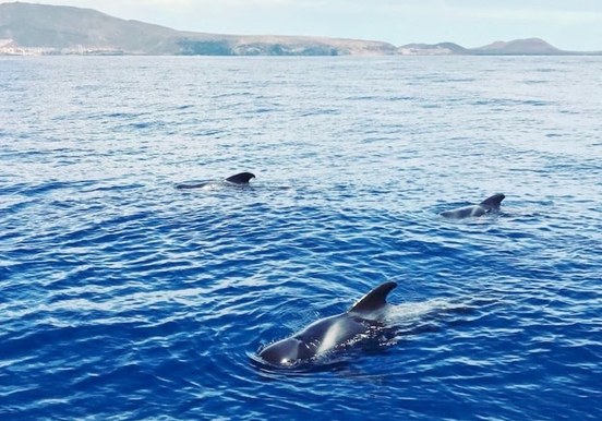 Whale watching on viking boat Tenerife.jpg