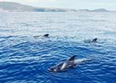 Whale watching on viking boat Tenerife.jpg
