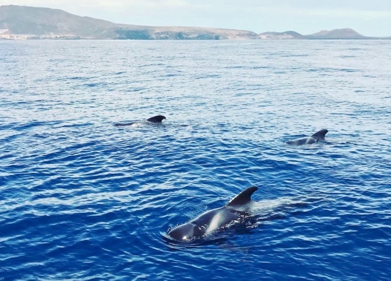 Whale watching on viking boat Tenerife.jpg