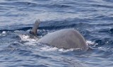 Spot whales on catamaran.jpg