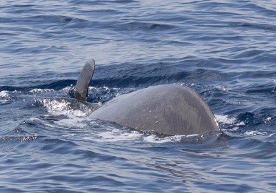 Spot whales on catamaran.jpg