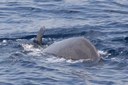 Spot whales on catamaran.jpg
