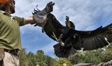 bird of prey show at Jungle Park