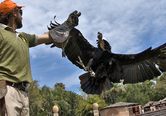 bird of prey show at Jungle Park