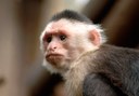 capuchin monkey in Jungle Park