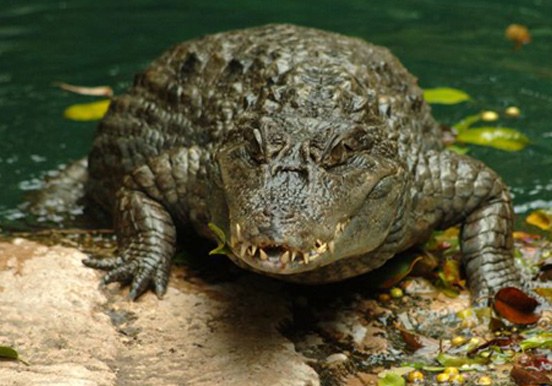 crocodiles in Jungle Park
