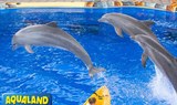 dolphin show in Aqualand