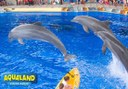dolphin show in Aqualand